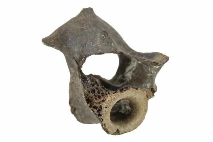 Permian Reptile Fossil Vertebra - Oklahoma #261409